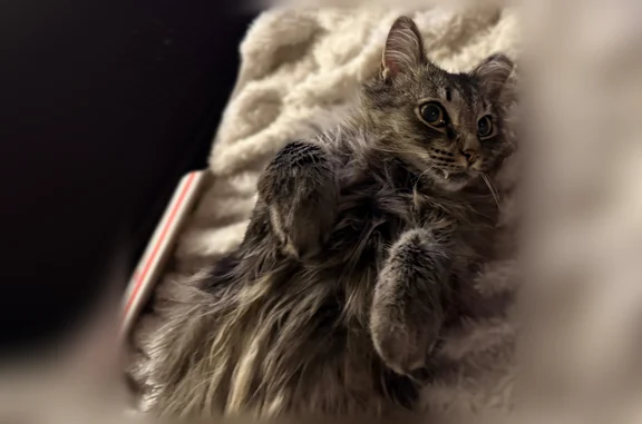Lost cat, Kings Highway, 174, East Greenwich Township, Mount Royal - long-haired grey tabby, deaf - photo