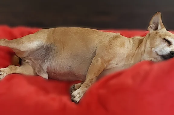 Lost pets Glendale, photo: Missing dog Male, Glendale (usl538650)