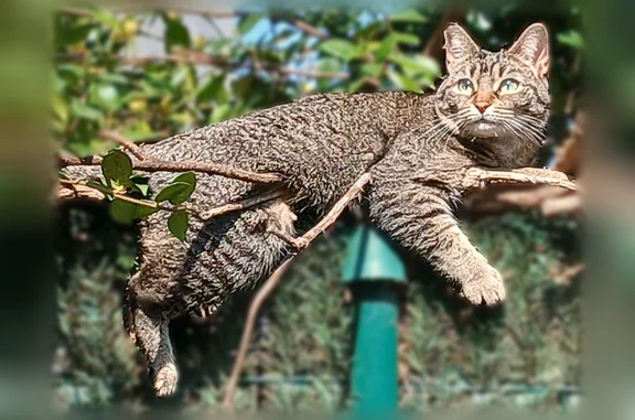 Animaux perdus Villeurbanne, photo: Chat perdu, Rue Lançon, 17, Villeurbanne - femelle, chatte pucée de 4 ans