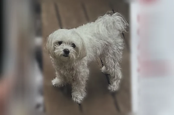 Lost pets San Antonio, photo: Lost dog, Stonewood Drive, 9421, McKinney, San Antonio - male, small all-white Maltese