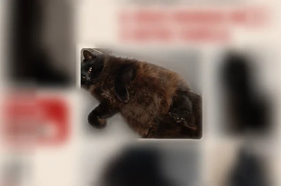 Chat perdu mâle, Rue des Sapins, Saint-Étienne, Paris - noir aux yeux verts - photo