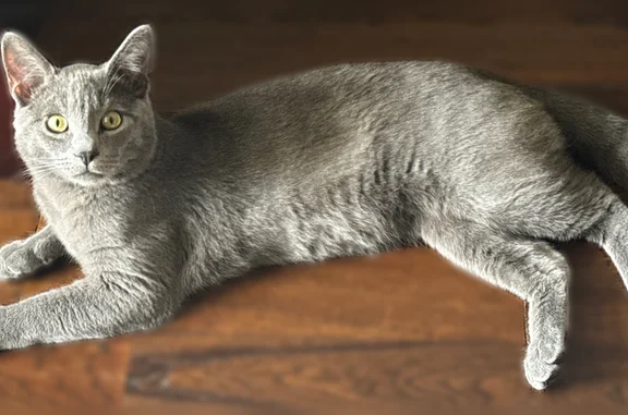 Lost cat, Apley Drive, 114, Cherry Hill Township, Bayonne - male, Russian blue, green eyes - photo