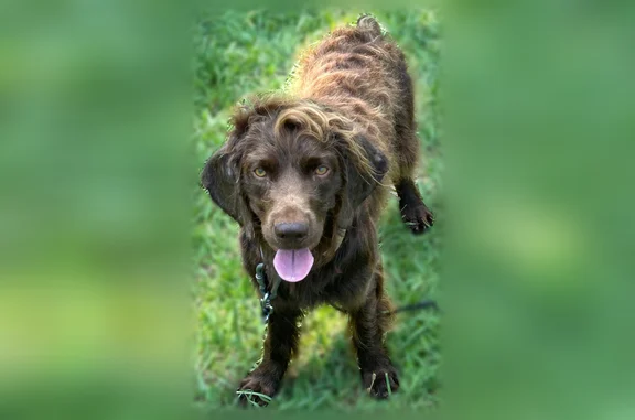 Lost dog, County Road 508, 172, Englewood, Arlington - male, brown chocolate coat, brown collar - photo