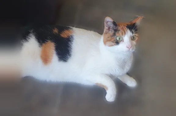 Animaux perdus Puymoyen, photo: Chat perdu, Résidence de la Combe de Vouillac, Puymoyen - femelle, très craintive