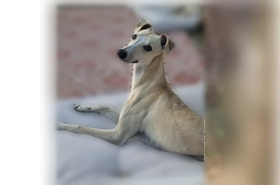 Chien perdu mâle, Chemin de la Talaine, 200, Bédoin, Salon-de-Provence - 2 lévriers whippets - photo