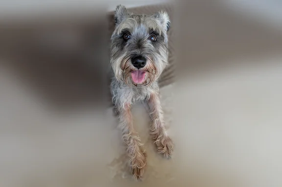 Found dog Mission, photo: Found dog, Kirk Avenue, 2303, Mission, Mission - female, friendly, grey coat, short tail