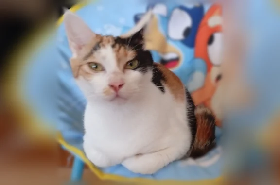 Chat perdu, Rue Chartraine, 29, Évreux - femelle tricolore - photo