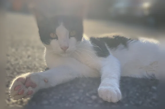 Animaux perdus Bourgoin-Jallieu, photo: Chat perdu mâle, Rue de la Plaine, Bourgoin-Jallieu, Paris - noir et blanc