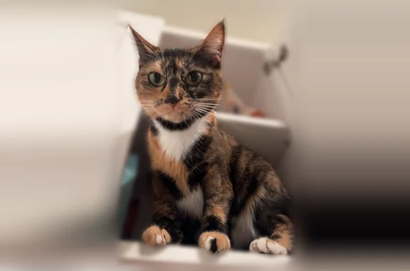 Lost cat, Northeast 195th Street, 2609, Lake Forest Park, Seattle - female tortoiseshell with white patches and extra front toes - photo