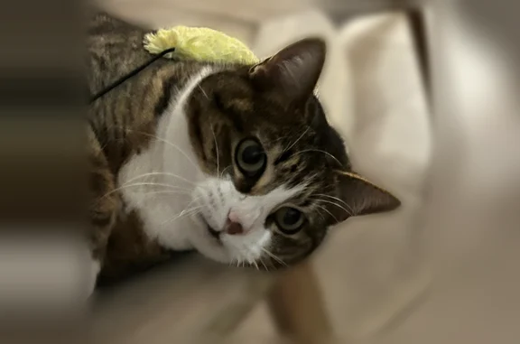 Animaux perdus Vergèze, photo: Chat perdu, Rue de la Tourille, 77, Vergèze - femelle