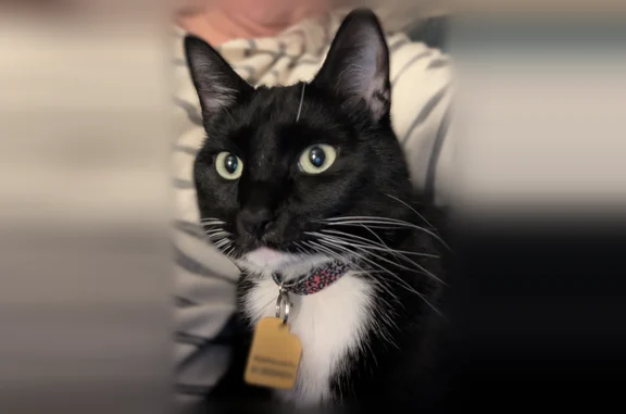 Lost pets Beaverton, photo: Lost cat, Southwest Davies Road, 11417, Beaverton - female, timid, black and white tuxedo