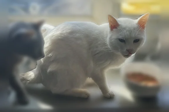 Chat perdu mâle, Rue des Givoirs, 13, Auxerre - yeux bleu vert - photo