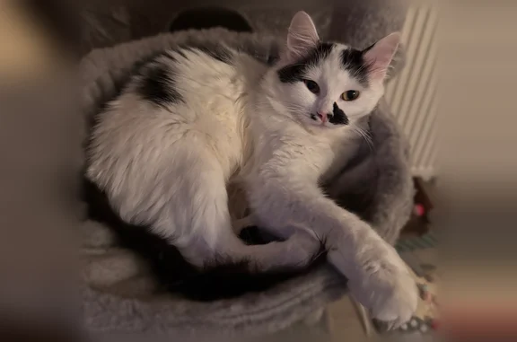 Animaux perdus Montigny-le-Bretonneux, photo: Perdu chat femelle, Rue Jacques Prévert, 5, Guyancourt, Montigny-le-Bretonneux