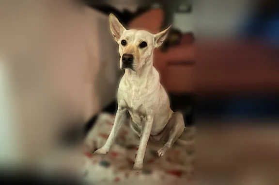 Lost dog, West Solano Drive, 2038, Phoenix - female, medium size - photo