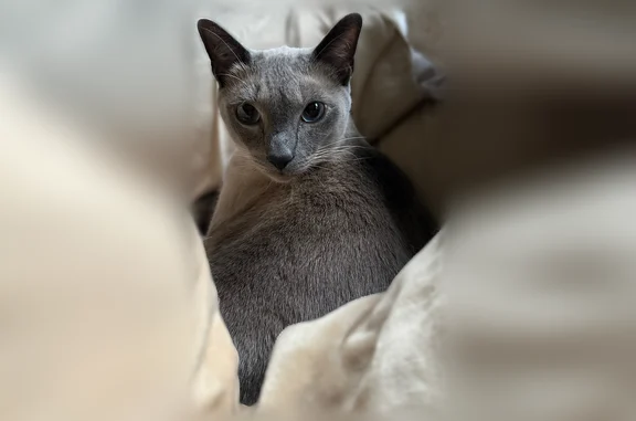 Lost cat, Wetherstone Drive, 99, Buffalo - male Siamese, microchipped - photo