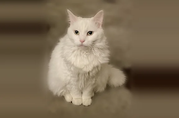Lost cat, North Weldon Place, 1414, Baltimore — female, all white, 12 years old - photo
