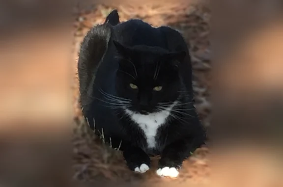 Lost cat, male, Whitehurst Landing Road, 601, Virginia Beach — very large, friendly, microchipped - photo