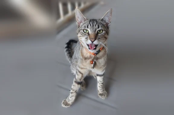 Lost cat, Knights Court, 864, Livingston - grey/white domestic shorthair with red reflective collar - photo