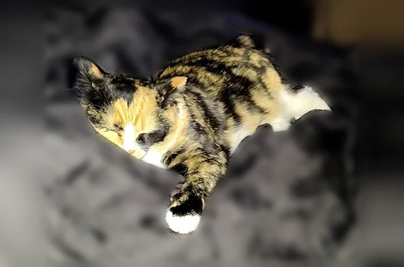 Lost pets Fargo, photo: Lost cat, female, 15th Street South, 2701, Fargo - small, shy, white-tipped tail