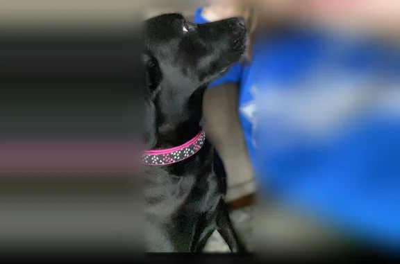 Lost dog - female, Harvestdale Lane, 7540, Florence - photo