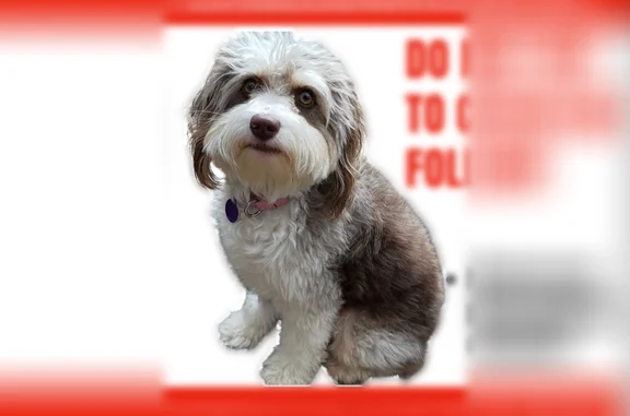 Lost dog, Figaro Drive, Vinings - female, shy, white with brown spots - photo