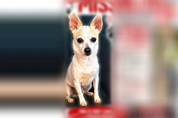 Lost dog, North Main Street, 2010, Houston - photo