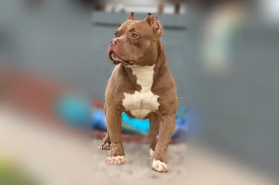 Lost dog, Rachael Corrine Court, 7704, Chamberlayne - female, pink collar - photo