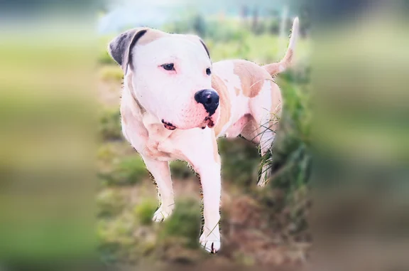 Lost dog, East Freeway Frontage Road, Lynchburg - stolen near Jr's fish market off Decker Dr - photo