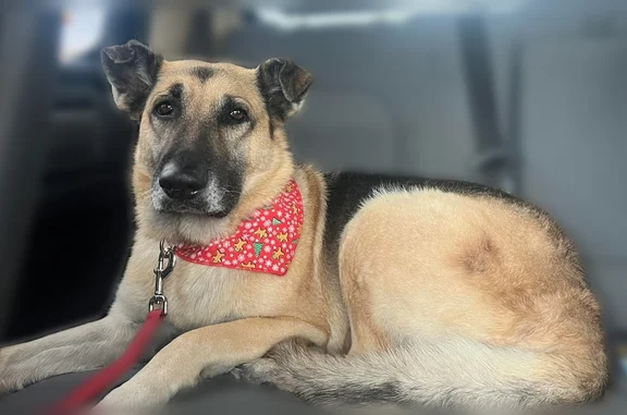 Lost dog, San Antonio, Texas, San Antonio - female, black and tan coat - photo