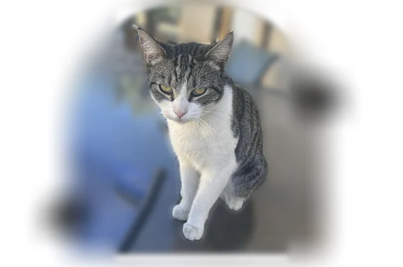 Lost pets Desert Hot Springs, photo: Lost cat, Dillon Road, 66455, Desert Hot Springs - female, friendly white and gray tabby