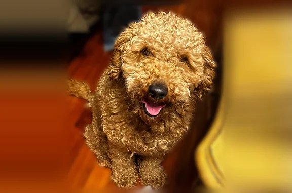 Lost dog, Grayslake, Illinois - male miniature labdoodle with red-brown curly hair - photo