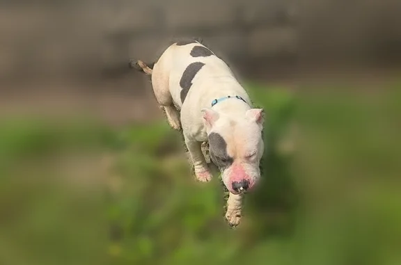 Lost dog, Noble Street, Gary - very friendly, black spot on eye - photo