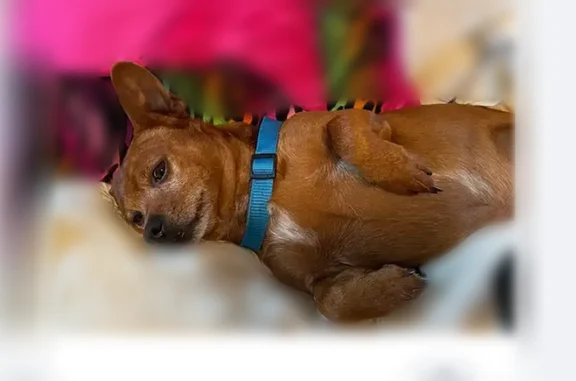 Lost dog, Adams Street, 5744, Lincoln - male, short-haired, red - photo