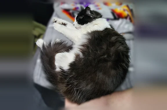 Lost cat, Jones-Franklin Road, Morristown - female, black and white long hair - photo