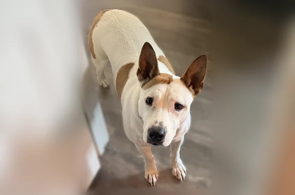 Lost dog, East 21st Street, 406, Little Rock - female - photo