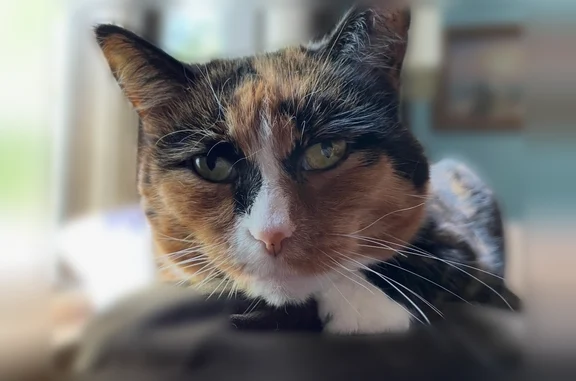 Lost cat, Pineway Drive, 8374, Olmsted Falls - female calico with white face and paws - photo