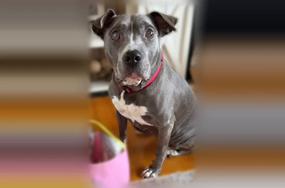 Lost pets McConnellstown, photo: Lost dog, Williamsburg Mountain Road, 5423, Walker Township, McConnellstown - female, blind