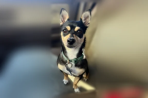 Lost pets Prior Lake, photo: Lost dog, Evanston Avenue Southeast, Prior Lake - female