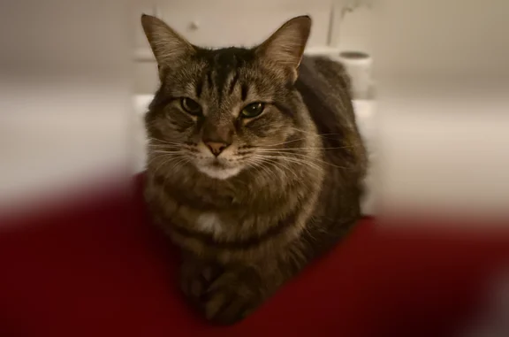 Lost pets Kings Mountain, photo: Lost cat, Chedworth Drive, 5401, Charlotte, Kings Mountain - male, longhair, brown with a white dot on chest