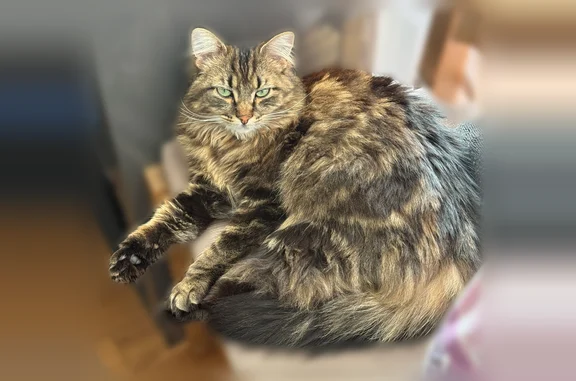 Animaux perdus Paris, photo: Perdu chat femelle, Rue du Farchet, Luisant, Paris - gros poil gris et brun