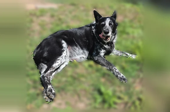 Lost pets Kansas City, photo: Lost dog, Blue Ridge Road, Kansas City - female, gentle, trusting
