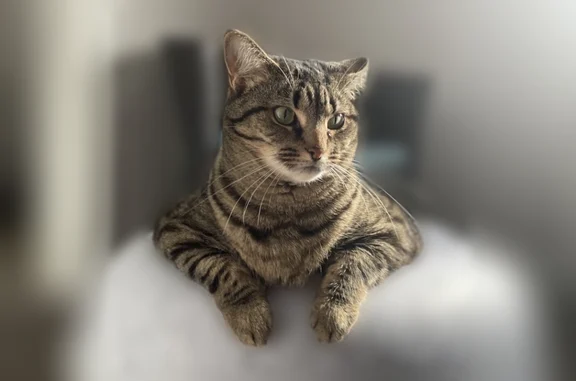 Lost cat, Scituate, Massachusetts, Hodges - female tabby, 19 pounds - photo