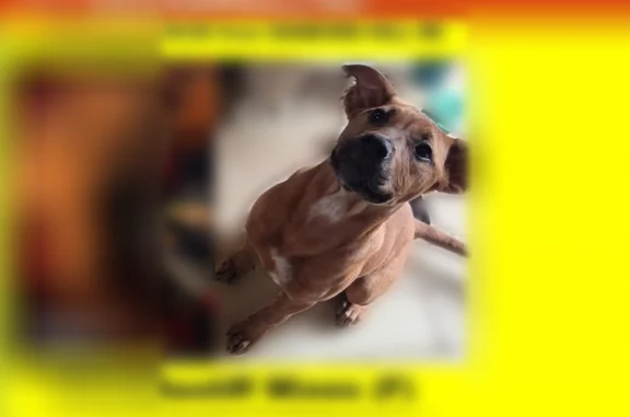 Lost dog, Chesterville, Maine - photo