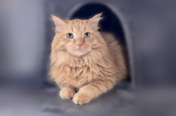Missing cat Bismarck, photo: Lost cat, Warwick Loop, 2988, Bismarck - male, long-haired orange cat with white fur on the end of his tail