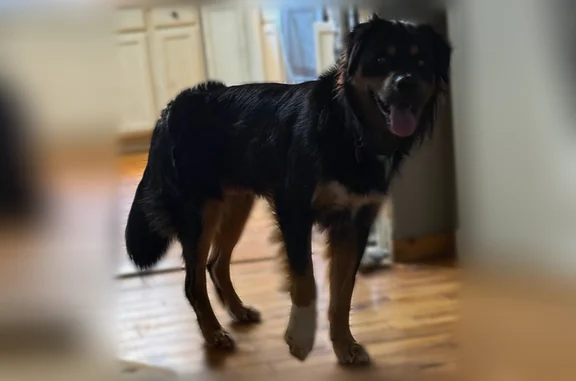 Lost dog, Dennis Lane, 8, Frenchburg - male, orange collar - photo