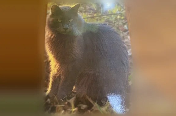 Lost cat, Twin Oaks Trce, Hattiesburg - male, shy around people - photo