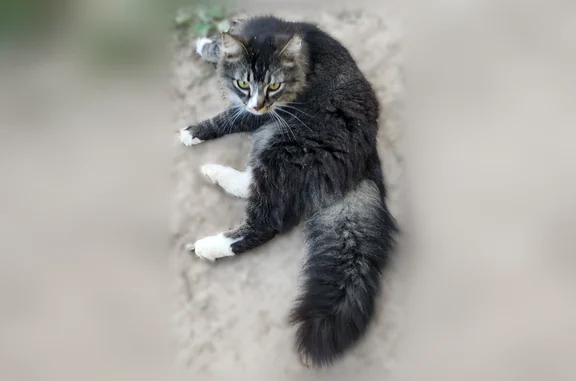 Lost cat, male, Algie Sewell Road, Nashville — black and white, fluffy, left tipped ear - photo