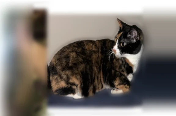 Lost cat, Southeast Brick Avenue, Bentonville, Fayetteville - female calico with yellow eyes - photo