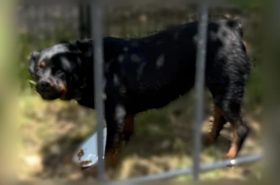 Found dog Grass Valley, photo: Found dog, McCourtney Road, 12543, Grass Valley - male, collar with no tags
