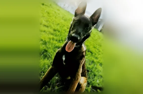 Chien perdu, Rue de Gâtine, Saint-Lin, Verruyes - mâle malinois - photo
